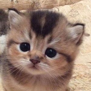 Meet your Posher, Joseph